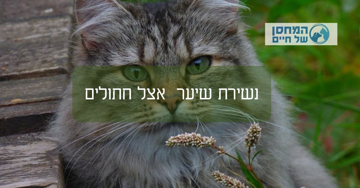 נשירת שיער אצל חתולים